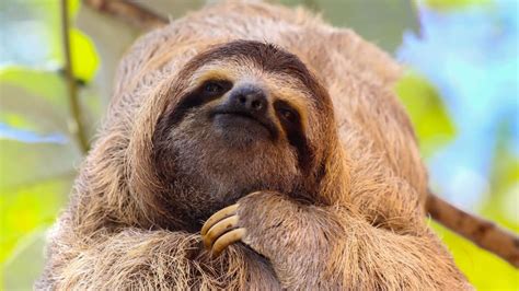 The Link Between Sloth and Mental Health